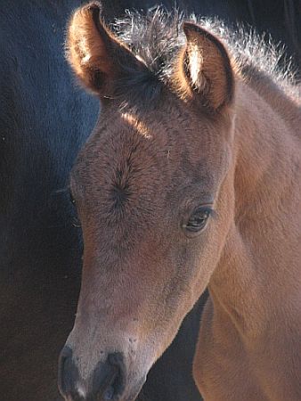cottonfilly.jpg