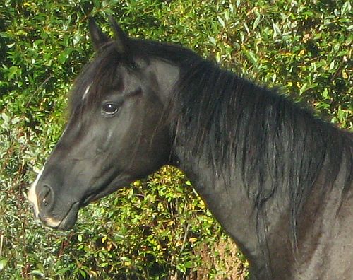 lady03.jpg